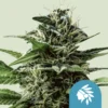 ROYAL QUEEN SEEDS - TATANKA PURE CBD FEM