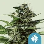 ROYAL QUEEN SEEDS - TATANKA PURE CBD FEM