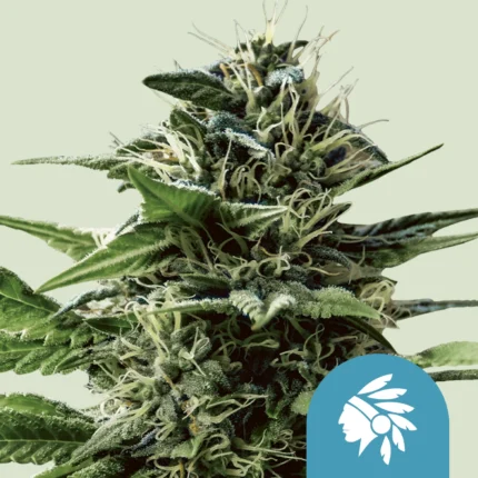 ROYAL QUEEN SEEDS - TATANKA PURE CBD FEM