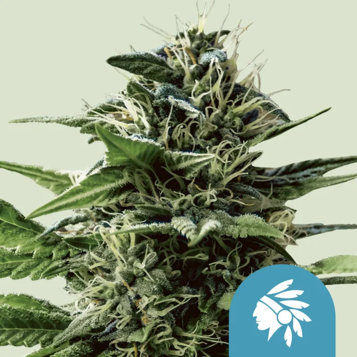 ROYAL QUEEN SEEDS - TATANKA PURE CBD FEM – Image 1