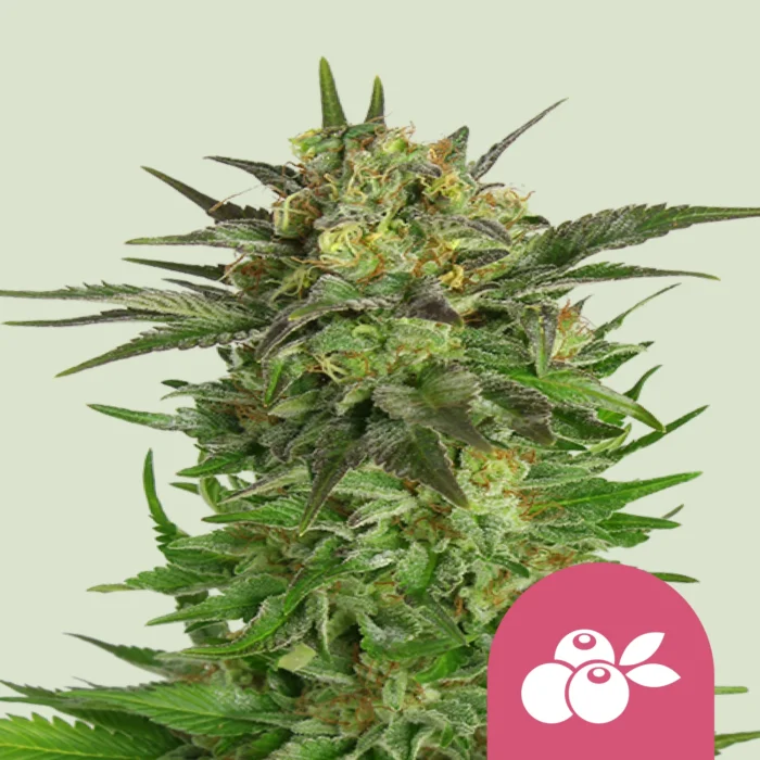 ROYAL QUEEN SEEDS - HAZE BERRY FEM - Image 1