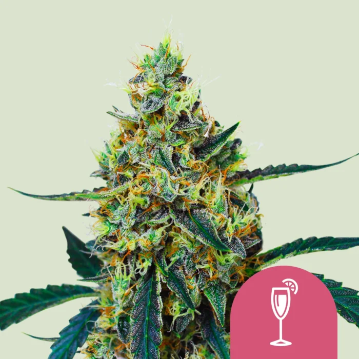 ROYAL QUEEN SEEDS - MIMOSA FEM (USA PREMIUM) - immagine 1