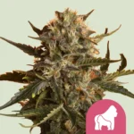 ROYAL QUEEN SEEDS - MOTHER GORILLA FEM