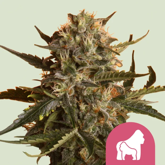 ROYAL QUEEN SEEDS - MOTHER GORILLA FEM - Image 1