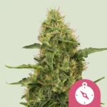 ROYAL QUEEN SEEDS - NORTHERN LIGHT FEM