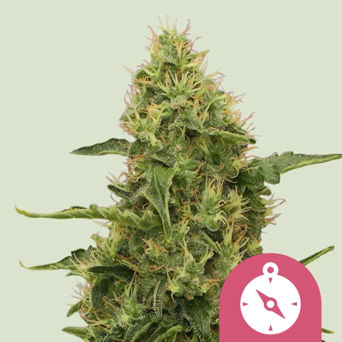 ROYAL QUEEN SEEDS - NORTHERN LIGHT FEM – Image 1
