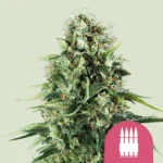 ROYAL QUEEN SEEDS - ROYAL AK FEM