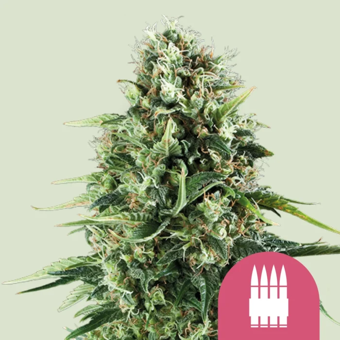 ROYAL QUEEN SEEDS - ROYAL AK FEM – Image 1