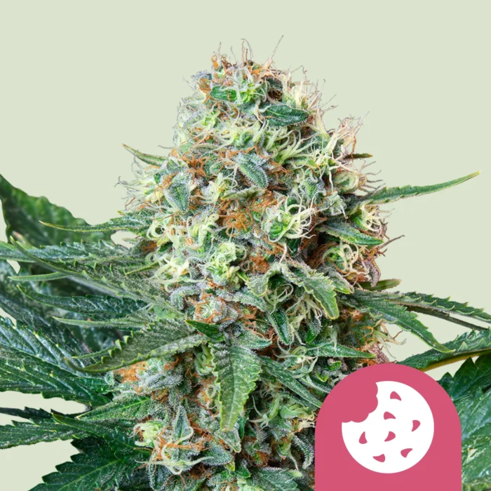 SEMILLAS ROYAL QUEEN - ROYAL COOKIES FEM - Imagen 1