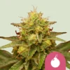 SEMILLAS ROYAL QUEEN - ROYAL DOMINA FEM