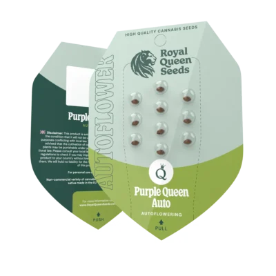 ROYAL QUEEN SEEDS - PURPLE QUEEN AUTOMATIC (USA PREMIUM) – Bild 2
