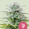 ROYAL QUEEN SEEDS - SPEEDY CHILE FAST FLOWERING FEM