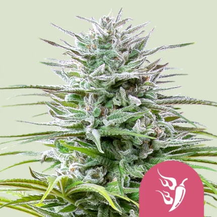 ROYAL QUEEN SEEDS - SPEEDY CHILE FAST FLOWERING FEM