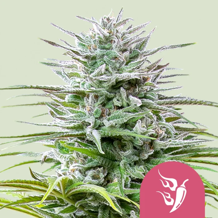 ROYAL QUEEN SEEDS - SPEEDY CHILE FAST FLOWERING FEM - Image 1