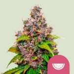 ROYAL QUEEN SEEDS - WATERMELON FEM (USA PREMIUM)