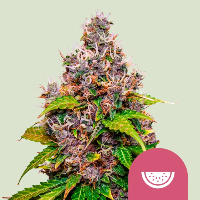 ROYAL QUEEN SEEDS - WATERMELON FEM (USA PREMIUM) - immagine 1