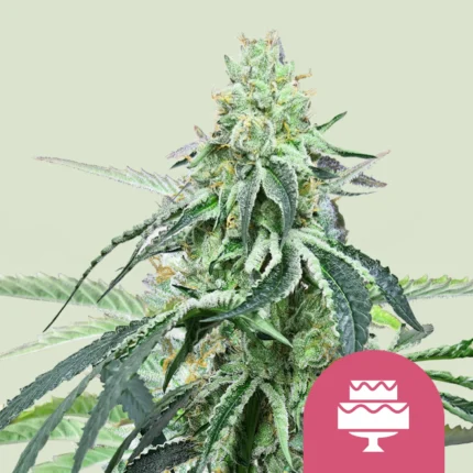 ROYAL QUEEN SEEDS - HELADO DE BODA FEM (USA PREMIUM)