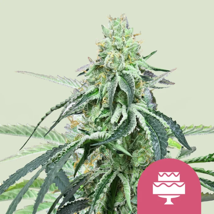 ROYAL QUEEN SEEDS - WEDDING GELATO FEM (USA PREMIUM) - immagine 1