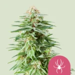 ROYAL QUEEN SEEDS - WHITE WIDOW FEM