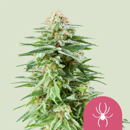 ROYAL QUEEN SEEDS - WHITE WIDOW FEM