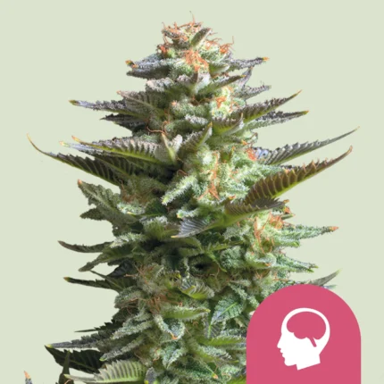 ROYAL QUEEN SEEDS - AMNESIA HAZE FEM