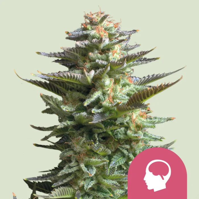 ROYAL QUEEN SEEDS - AMNESIA HAZE FEM – Image 1