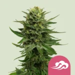 ROYAL QUEEN SEEDS - BLUE MYSTIC FEM