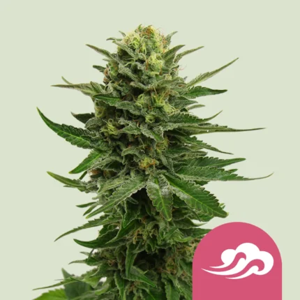 ROYAL QUEEN SEEDS - BLUE MYSTIC FEM