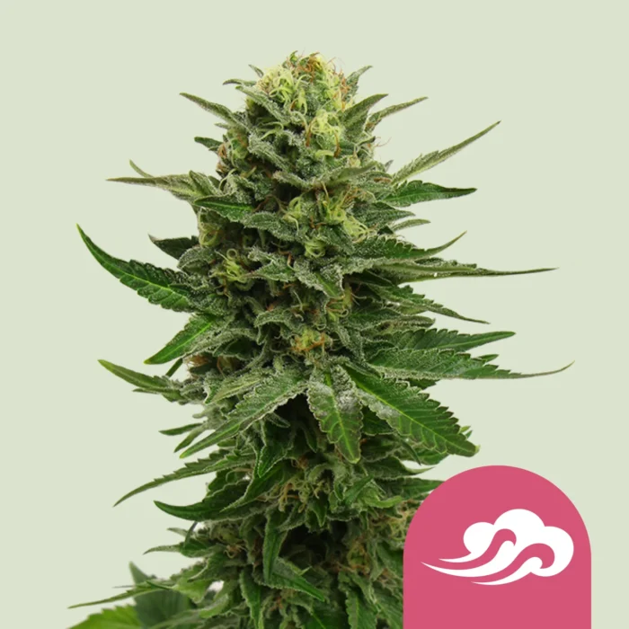 ROYAL QUEEN SEEDS - BLUE MYSTIC FEM - Image 1