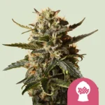ROYAL QUEEN SEEDS - BUBBLEGUM XL FEM