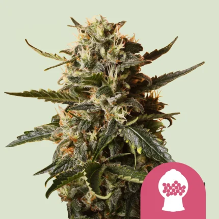 ROYAL QUEEN SEEDS - BUBBLEGUM XL FEM