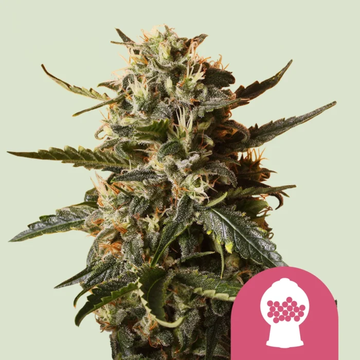 ROYAL QUEEN SEEDS - BUBBLEGUM XL FEM - Imagen 1