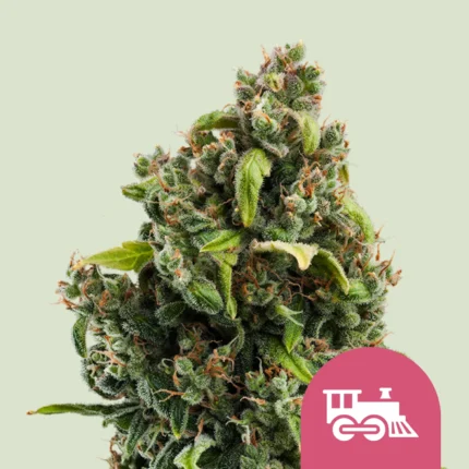 ROYAL QUEEN SEEDS - CANDY KUSH EXPRESS FAST FEM