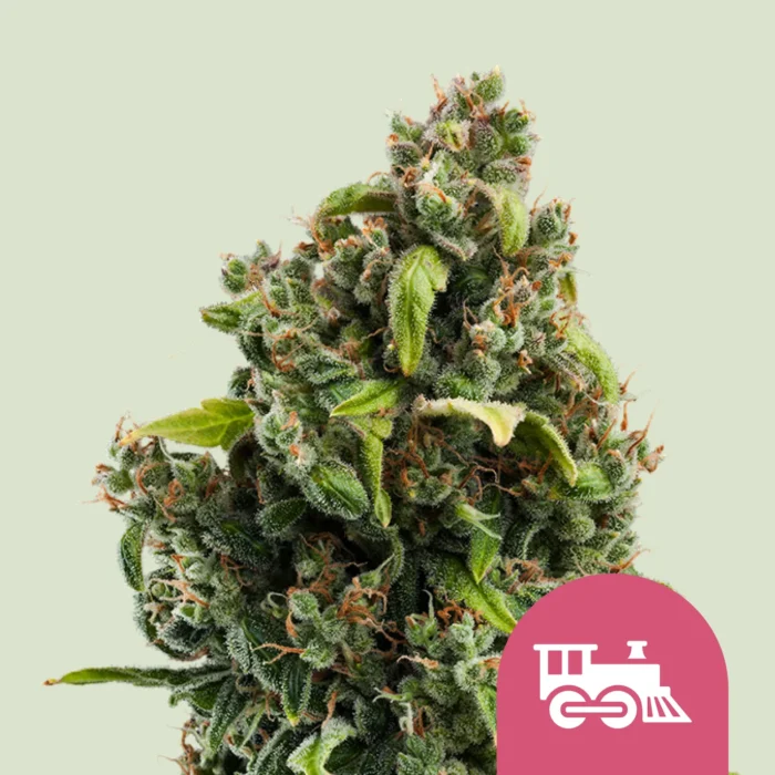 ROYAL QUEEN SEEDS - CANDY KUSH EXPRESS FAST FEM - Imagen 1