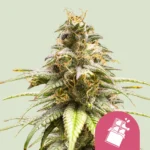 ROYAL QUEEN SEEDS - CHOCOLATE HAZE FEM