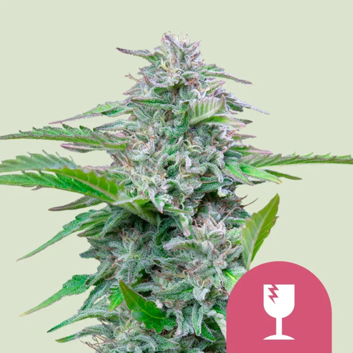 ROYAL QUEEN SEEDS - CRITICAL FEM – Image 1