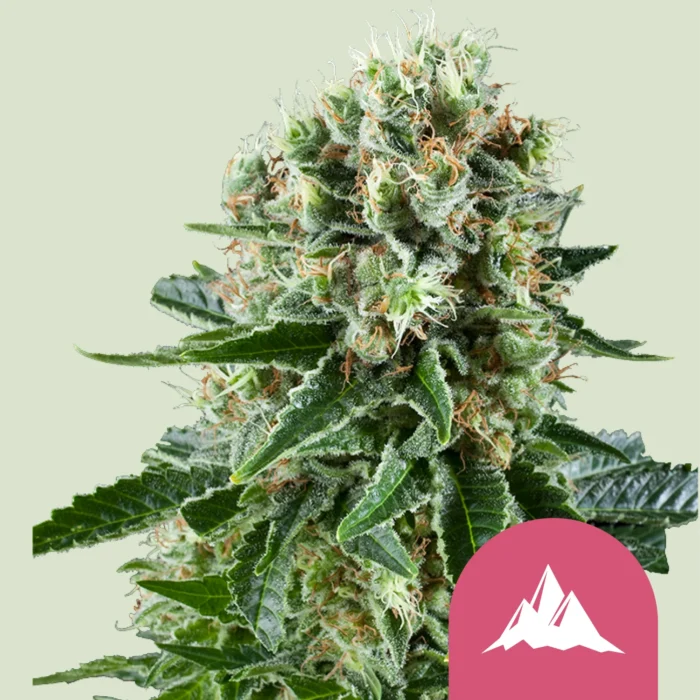 ROYAL QUEEN SEEDS - CRITICAL KUSH FEM – Bild 1