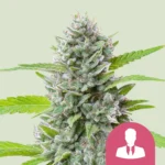ROYAL QUEEN SEEDS - EL PATRON FEM