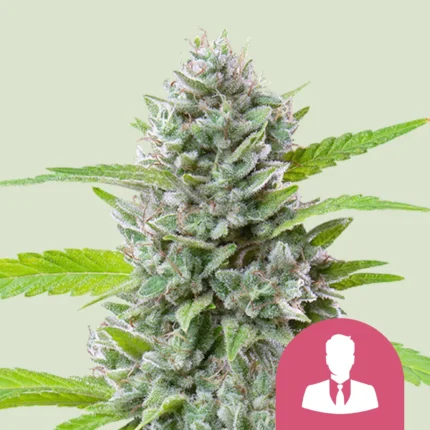 ROYAL QUEEN SEEDS - EL PATRON FEM