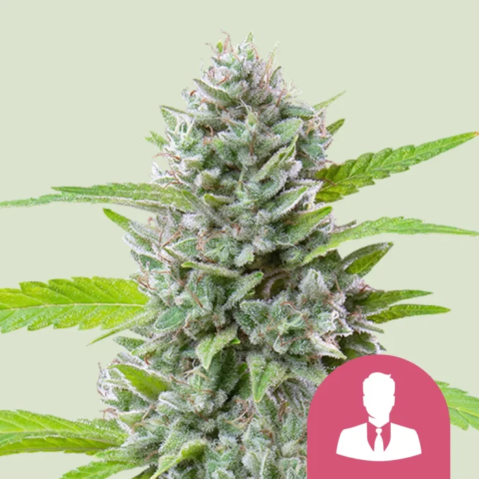 ROYAL QUEEN SEEDS - EL PATRON FEM – Image 1