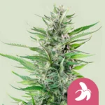ROYAL QUEEN SEEDS - FAT BANANA FEM (USA PREMIUM)