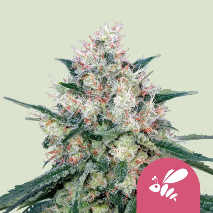ROYAL QUEEN SEEDS - HONEY CREAM (FAST FLOWERING) FEM - immagine 1