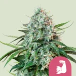 ROYAL QUEEN SEEDS - HULKBERRY FEM (USA PREMIUM)