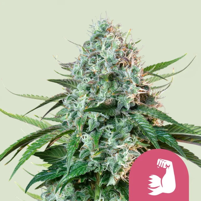 ROYAL QUEEN SEEDS - HULKBERRY FEM (USA PREMIUM) – Image 1