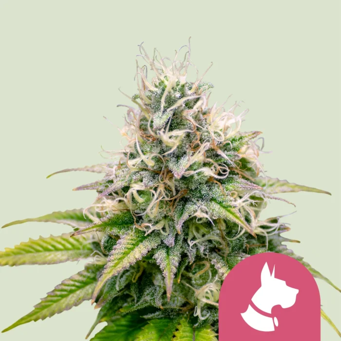 ROYAL QUEEN SEEDS - KALI DOG FEM - Image 1