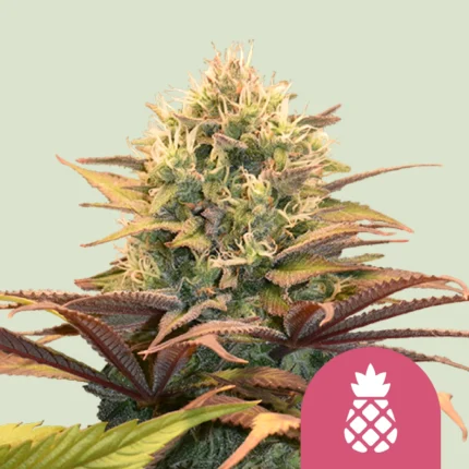 ROYAL QUEEN SEEDS - PINEAPPLE KUSH FEM
