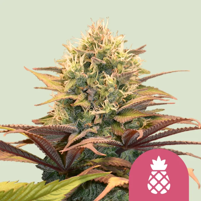 ROYAL QUEEN SEEDS - PINEAPPLE KUSH FEM - Imagen 1