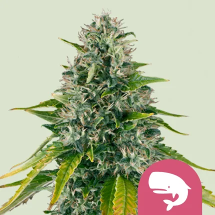 SEMILLAS ROYAL QUEEN - ROYAL MOBY FEM