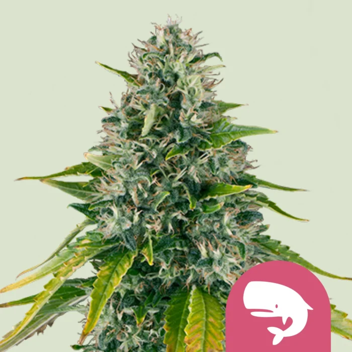SEMILLAS ROYAL QUEEN - ROYAL MOBY FEM - Imagen 1