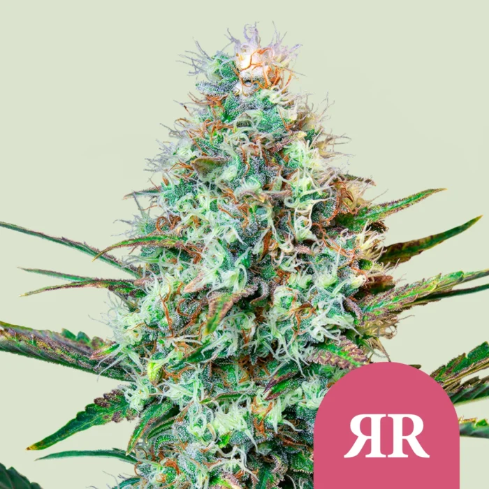 ROYAL QUEEN SEEDS - ROYAL RUNTZ FEM (USA PREMIUM) - Imagen 1